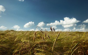небо, облака, поле, колосья, пшеница