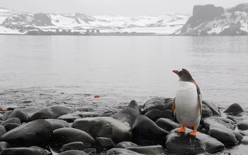 камни, море, горизонт, холод, пингвин