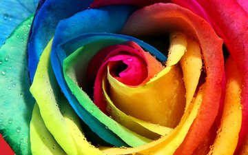 роса, роза, лепестки, разноцветная, радужная, бутон