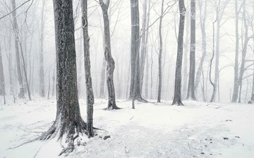 деревья, снег, лес, зима, стволы, чёрно-белое