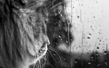 кот, усы, капли, черно-белая, дождь, стекло