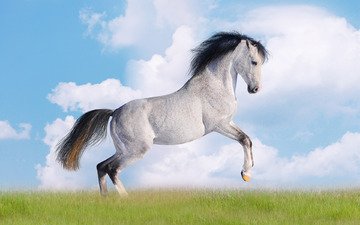 небо, лошадь, трава, облака, конь, 17