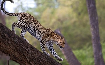 дерево, леопард