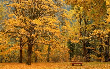 листья, осень, скамейка