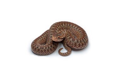 змея, белый фон, коричневая