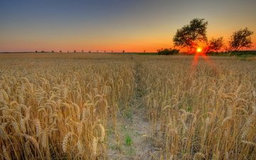 солнце, закат, поле, пшеница