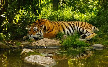 тигр, морда, вода, хищник, пруд, отдых, умиротворение, полосый