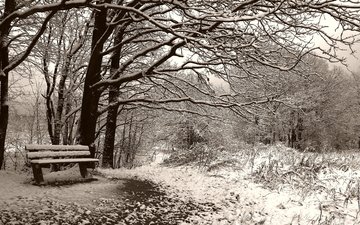 деревья, снег, зима, чёрно-белое, сепия, скамейка