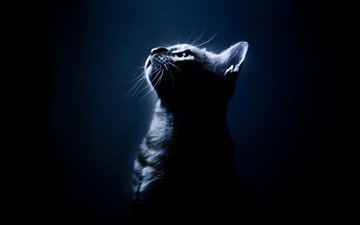 свет, синий, кот, мордочка, усы, кошка, взгляд, профиль, черный фон, кошак