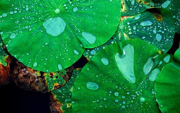 вода, листья, капли, лист, зеленые, лотос, растение