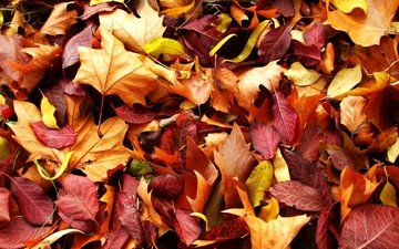 природа, листья, макро, осень, красно жёлтые листья