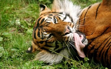 тигр, трава, язык