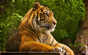 тигр, хищник, большая кошка, отдых, зверь, дикая природа, fkxj kcjlv, gupgckhf аща5568