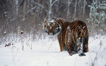 тигр, снег, зима