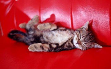 сон, котенок, диван