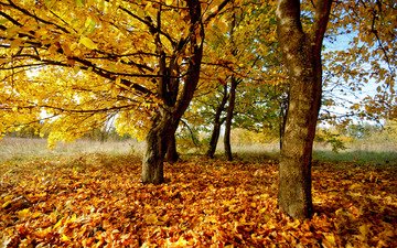 деревья, природа, листья, фото, осень, осенние обои