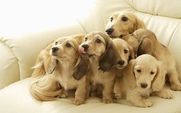 щенки, язык, диван, собаки.щенки