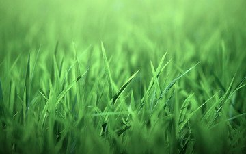 трава, природа, листочки, зеленая
