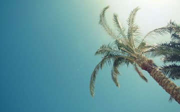 солнце, лето, пальмы