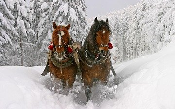 деревья, снег, зима, сани, лошади, кони, winter sledge, красивые, глубокие, сугробы