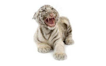 тигр, тигренок, белый бенгальский тигр
