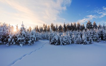 снег, зима, елки