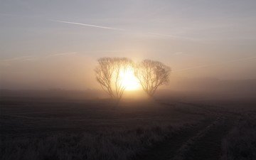 восход, солнце, дерево, туман