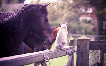 лошадь, животные, лето, кошка, забор, сад, белая, дружба, оливия белл