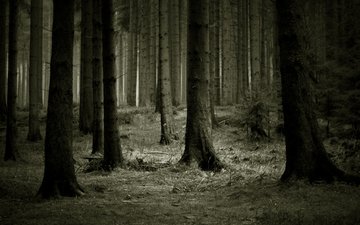 деревья, лес, темный фон