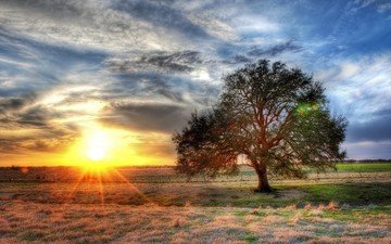 солнце, дерево, поле, hdr