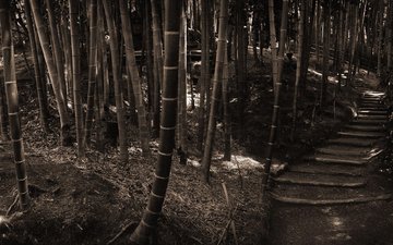 лес, ступеньки, стволы, бамбук, сепия