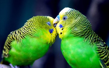 птицы, любовь, нежность, чувства, поцелуй, попугаи, волнистый попугайчик