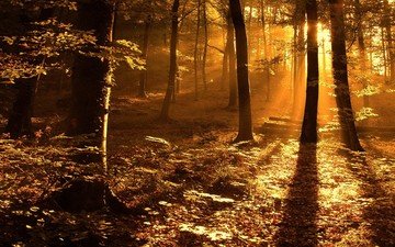 свет, деревья, листва
