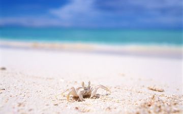 пляж, краб, белый песок