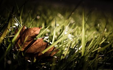 трава, листок, осень, опадают