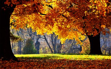 деревья, природа, парк, осень, осенние обои, фотографии, картинки, листя, листопад