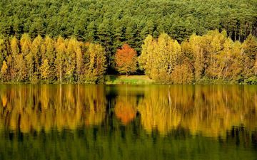 деревья, вода, лес, отражение