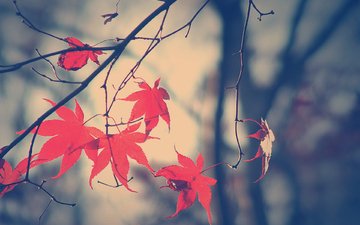 ветка, листья, осень, опадают