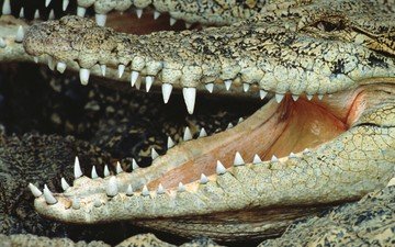 зубы, крокодил, пасть