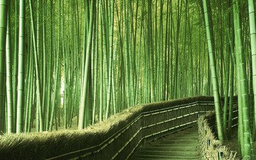 зелень, япония, бамбук