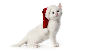 котенок, белый, шапочка