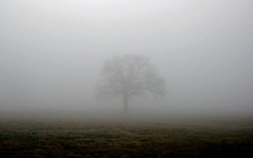дерево, туман, поле