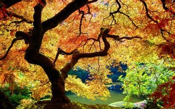 дерево, листья, осень