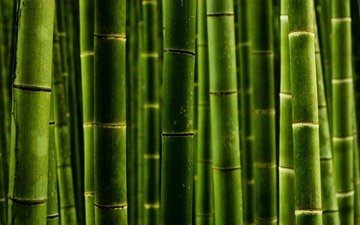 природа, обои, макро, фото, стволы, бамбук, nature wallpapers, green style, macro photos