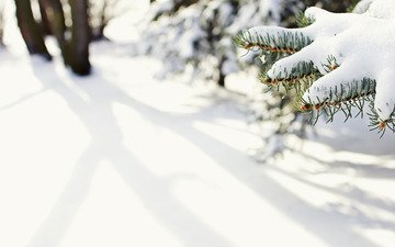снег, природа, елка, зима, макро, фото, зимние обои, елки, ели, иголки