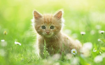 взгляд, котенок, цветочки