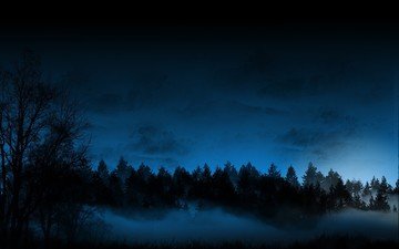ночь, лес, туман