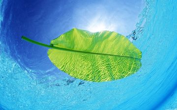 вода, солнце, луч, глубина, зеленый лист