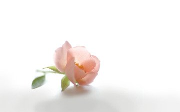 цветок, лепестки, бутон, шиповник, розовый, белый фон, нежность