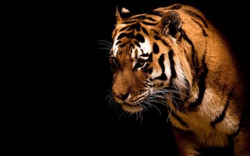 тигр, полоски, хищник, дикие кошки, зверь